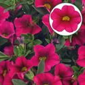 Afbeelding van Calibrachoa P12 Hot rose